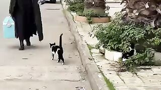 I will make all the stray cats in my city know