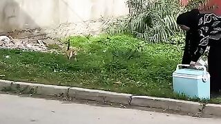As soon as the stray cats see me, they will rush