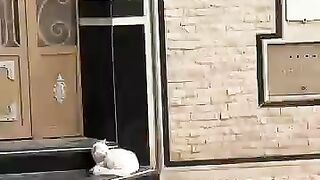 I will wake up every stray cat and make her day