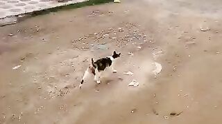 Every stray cat will come to me with meow music