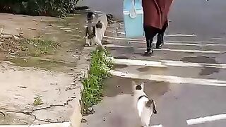 I will let stray cats fill my path