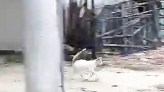 Every stray cat will eagerly run to the food box