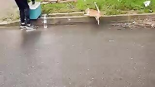 I'll make all the cats run to the food box 2