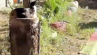 I will approach each stray cat with my box