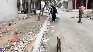 I will make all the eyes of stray cats point towards