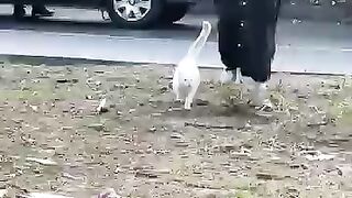 I will make an appointment with every stray cat