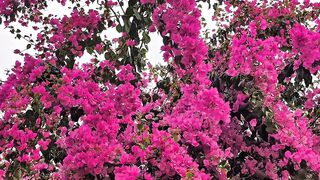 আমাদের যাবতীয় শান্তি তো নবীজীর নামেই!❤️ Nature