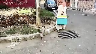 I will make every encounter with stray cats