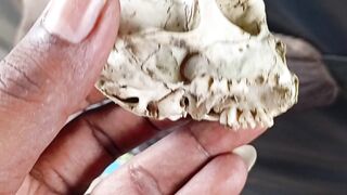 Kerangka tuyul #viralvideo