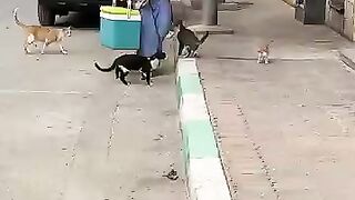 I will be the woman who makes all the stray cats