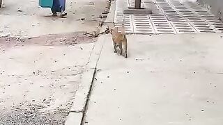 I will make every stray cat smile
