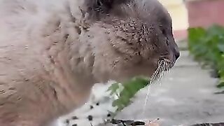 The cute stray cat is eating and talking angrily