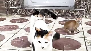 The cutest calico cats in the world.
