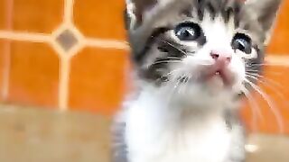 The cutest kittens