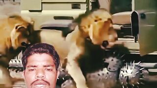 কাঁটাওয়ালা মানুষ বনাম সিংহ"