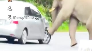 हाथियों के मजेदार पल