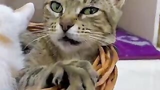 Keanu the cat takes care of all the kittens