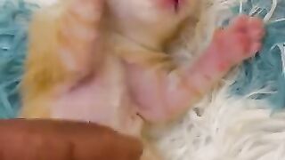 The kitten sucks its paws and sleeps