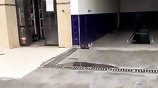 A sweet cat is waiting at the gas station