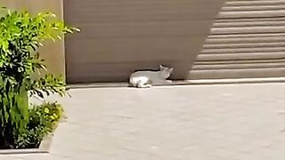 You can find a lot of cats in my town waiting