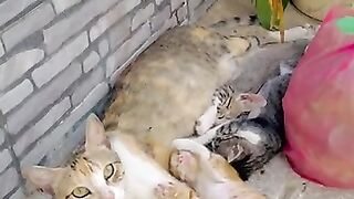 Cute mother with her sleeping kittens on the street
