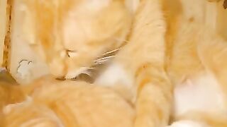 Mama cat gently licks her kittens