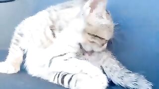 Very sweet Tabby kitten