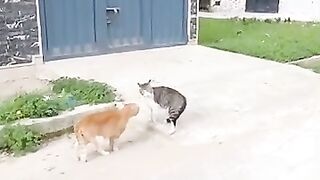 I dismantled the stray cats struggle