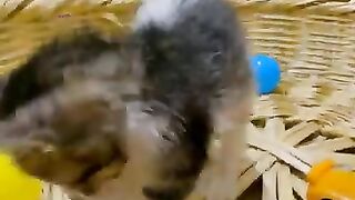 Cute kitten dodge ball.