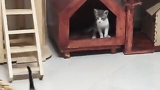 Naughty Kittens 2