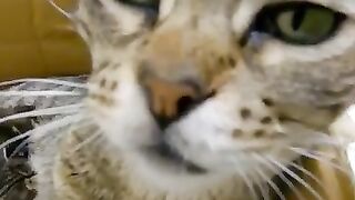 Kittens fight for their mother breast.