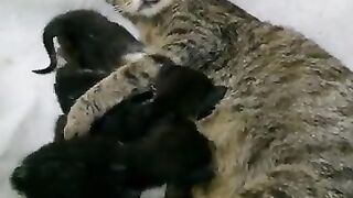 The mother cat lovingly hugs her kittens