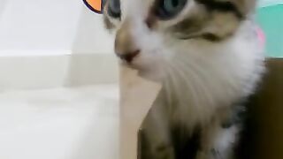 The kitten thinks it's hiding