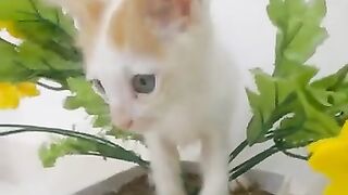 Happy kitten in plastic flower pot