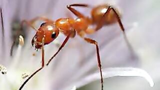 Videnskabelige mirakler i Koranen og Sunnah 24