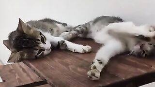 Sleeping kittens shake hands with each other.