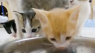 Cats- What does a kitten eat