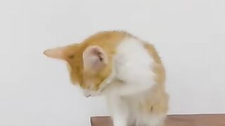 This kitten is so cute and smart that cleans itself.