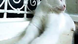 The window is my cat's favorite place to sit