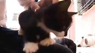 very Cute kitten
