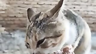 Lovely cat is very hungry.
