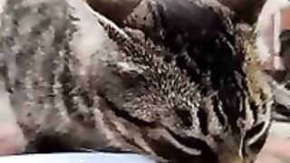 Street Cat Cutie Slow Video