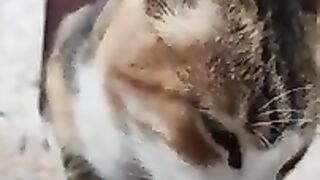 A lovely stray cat is very hungry.