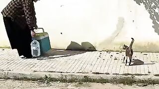 A shy encounter with a stray cat asking for food