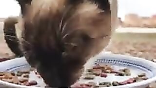 Adorable siamese stray cat. 2