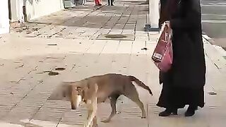 When the stray dog ​​came and asked me for cat