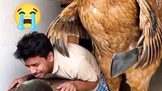 মুরগি মানুষকে জবাই করছে!