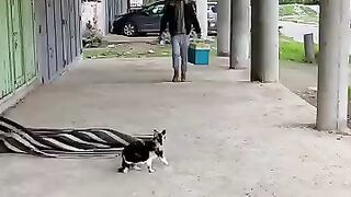 A meal that could make a stray cat dance with joy