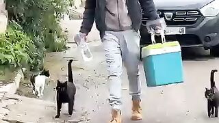 All stray cats would love to become my companion