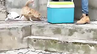 I'll wake up all the stray cats for a delicious meal